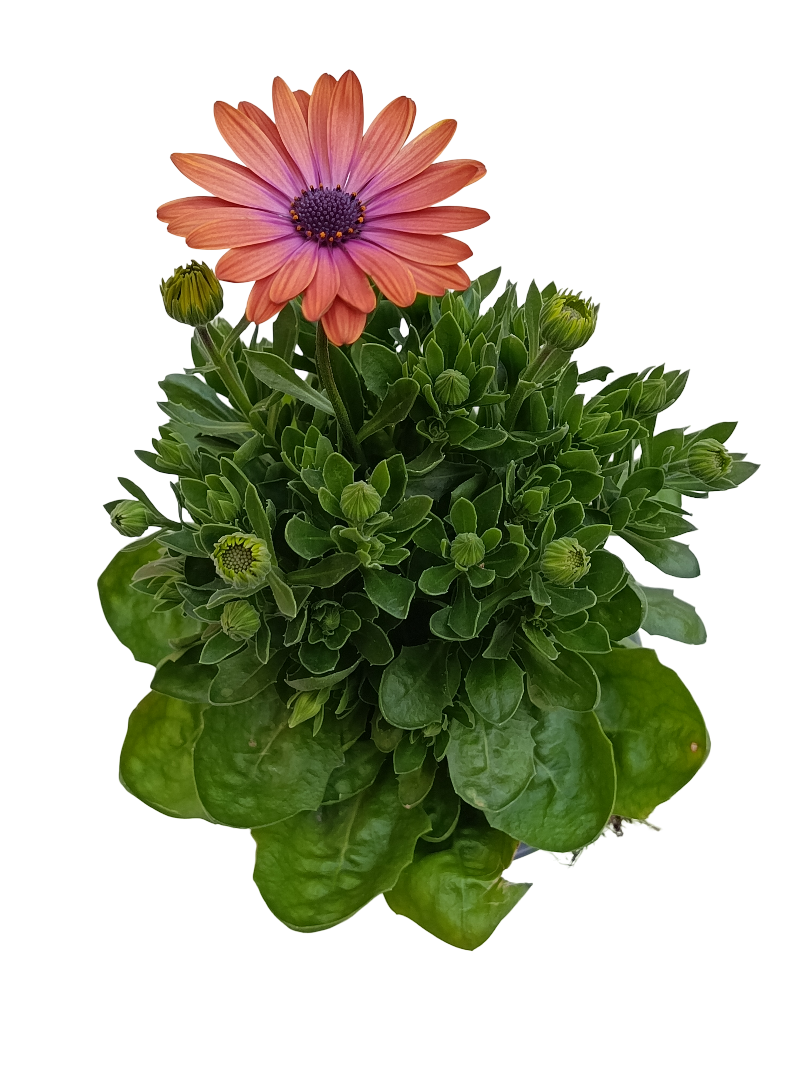 Dimorphoteca Flor Naranja Planta De Flor Ø14_0