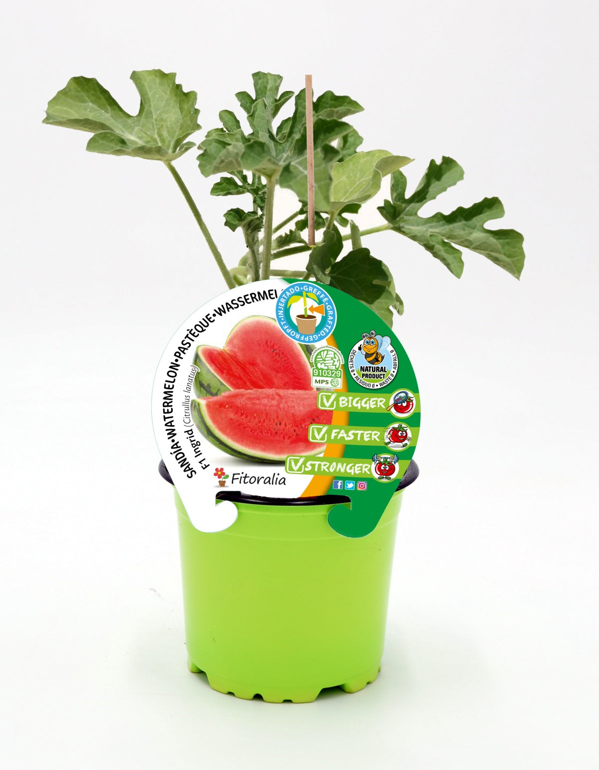 Plantón Sandía Injertado En Maceta De 12 Cm. Natural – Fitoralia_0