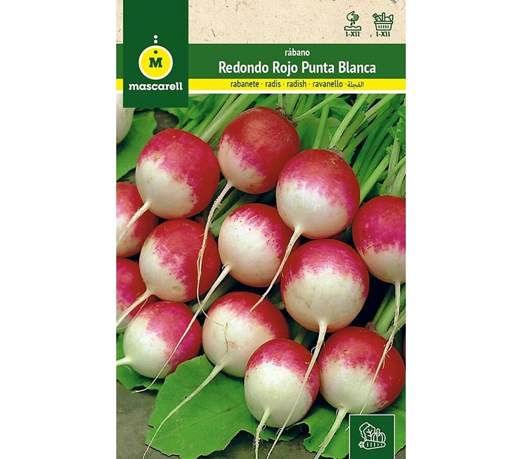 Semillas Rabanito Redondo Rojo Punta Blanca