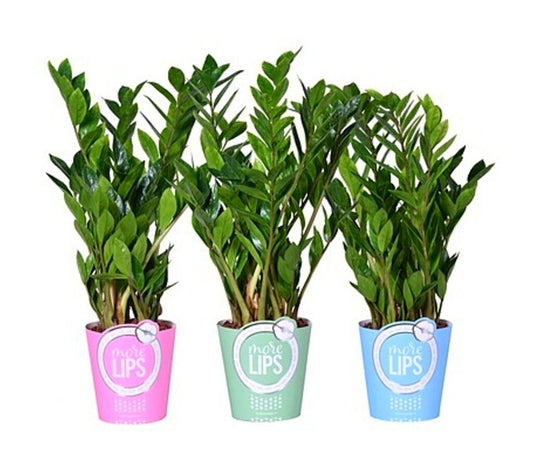 Zamioculca Zamiifolia M17 60cm