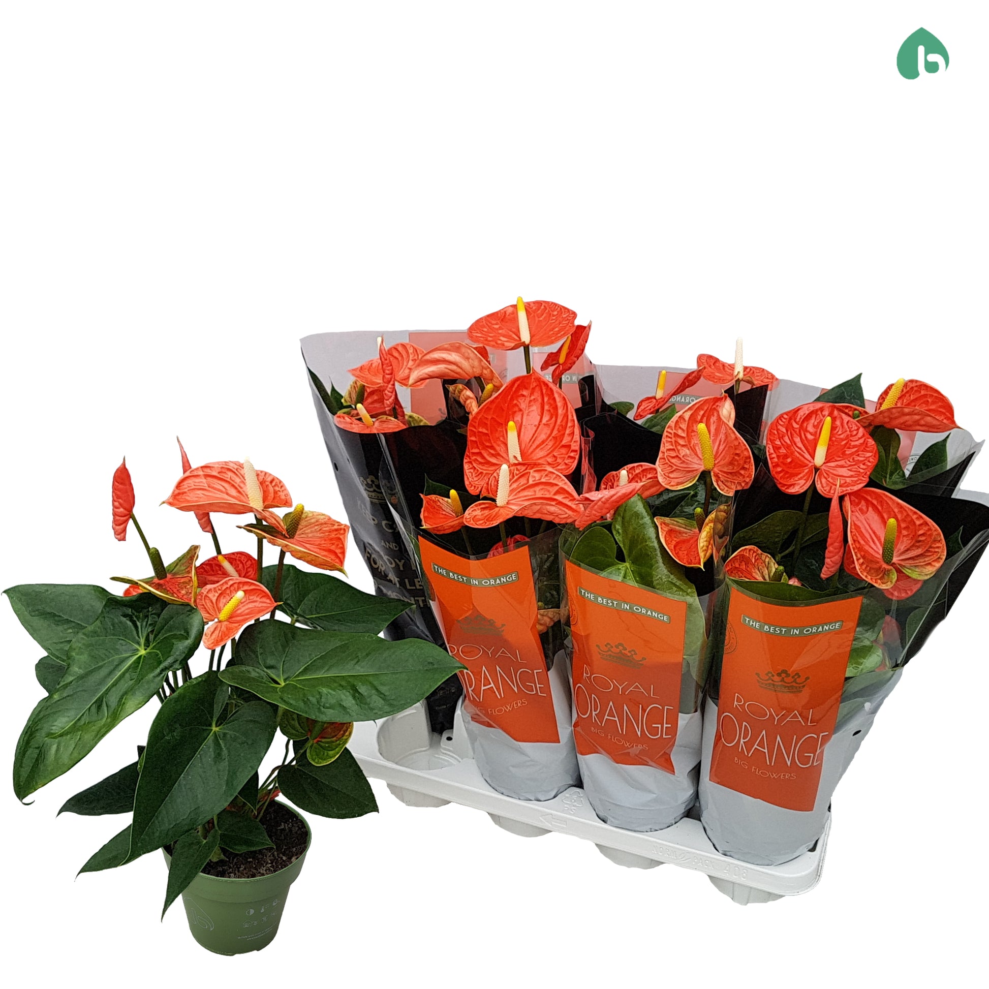 Anthurium Prince Of Orange Planta De Interior