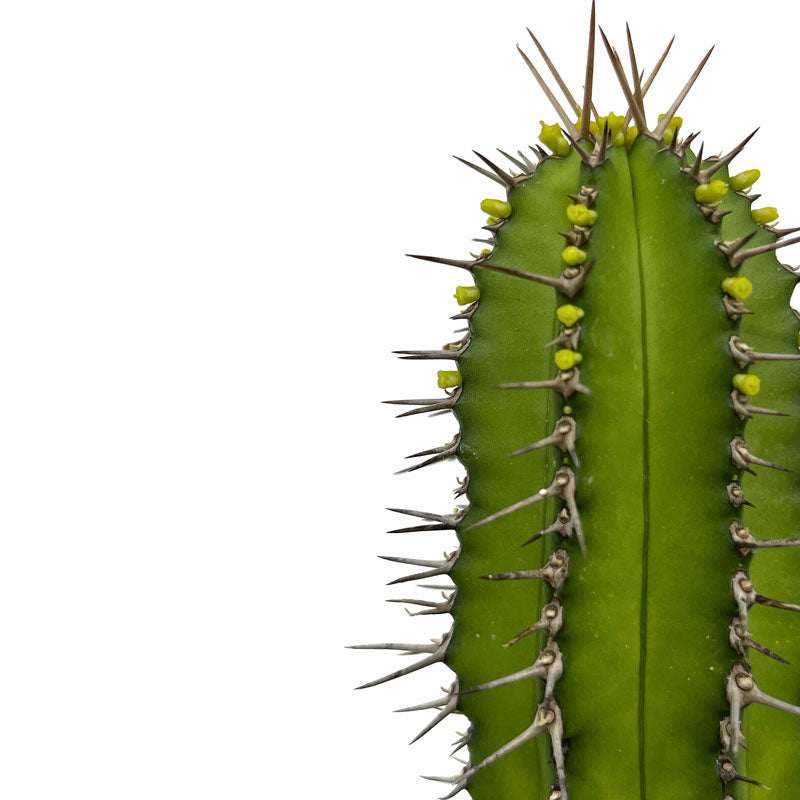 Euphorbia Fruticosa Cactus Y Suculentas