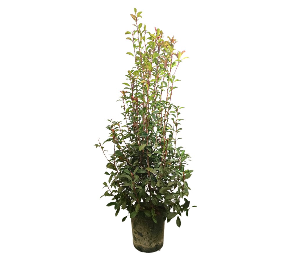 Photinia Fraseri Carré Rouge M35 90-110cm_0