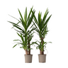 Yuca Pie De Elefante - 2 Pzs - Yucca Elephantipes - Altura 70-80cm - ⌀21cm