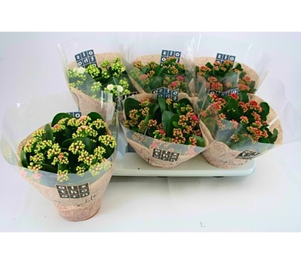 Kalanchoe Blossfeldiana Doble M15_0