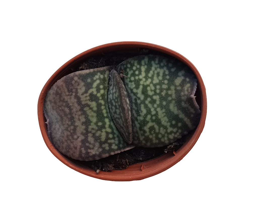 Gasteria Disticha Planta Suculenta Ø5
