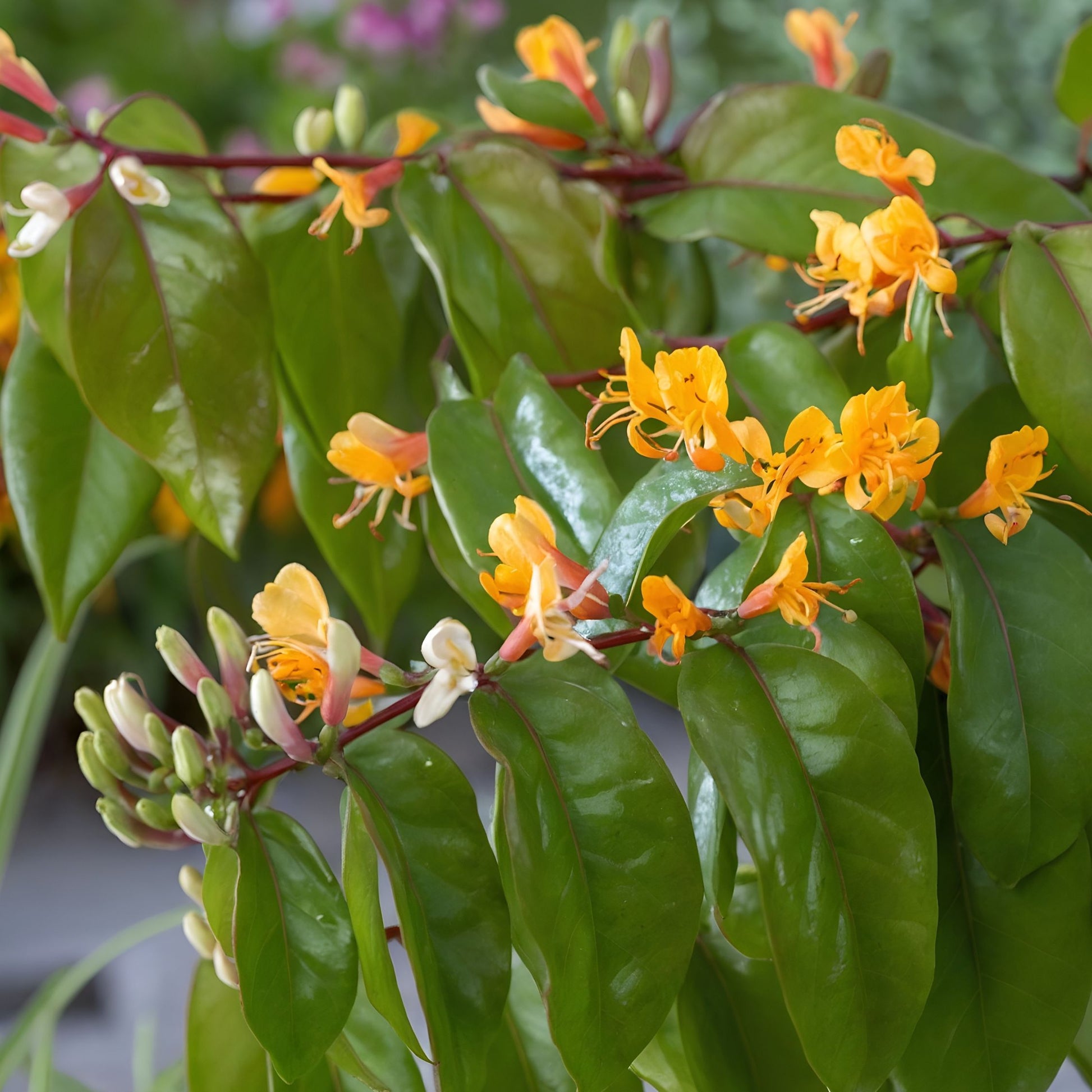 Madreselva - Lonicera Henryi 'copper Beauty' - Altura 110-120cm - ⌀17cm