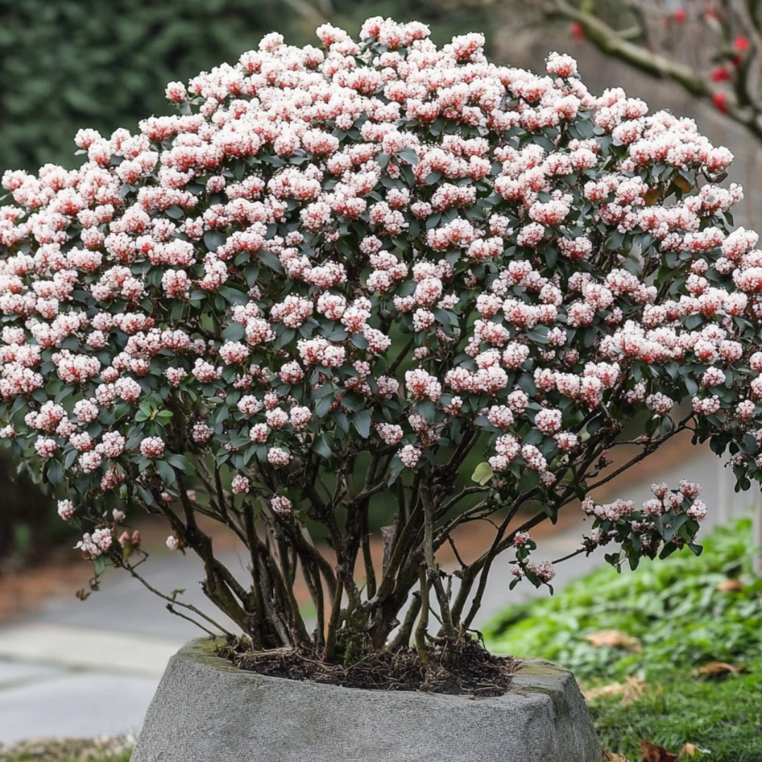 Durillo - 4 Pzs - Viburnum Tinus - Altura 25-40cm - ⌀17cm_4