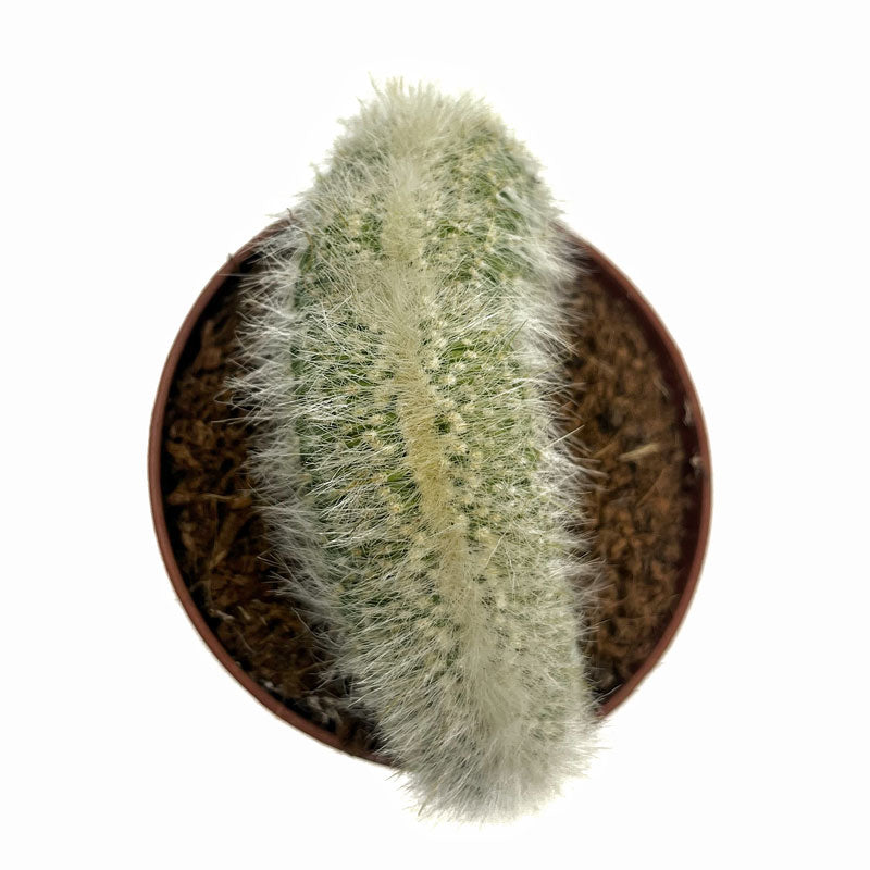 Cleistocactus Strausii Cristata Cactus Y Suculentas M8,5 Ø