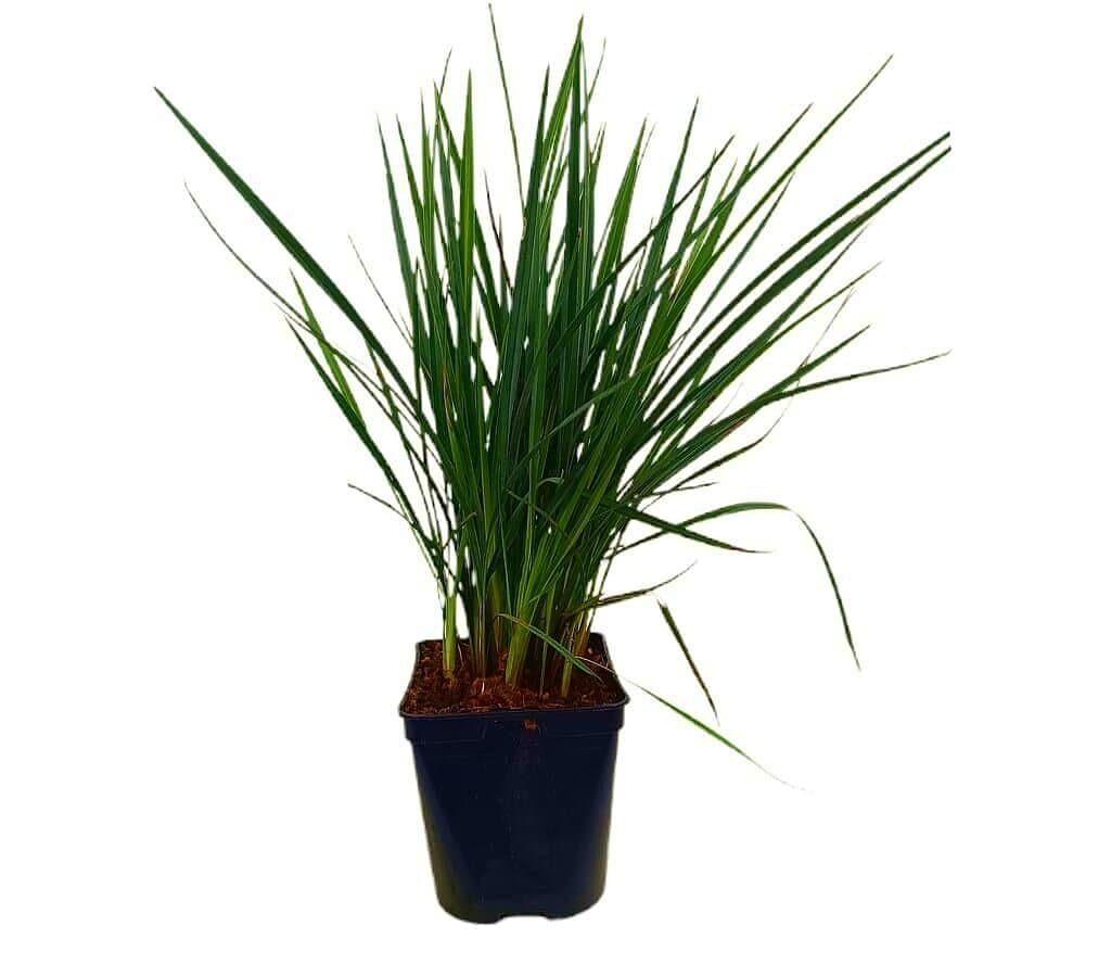 Dianella Coolvista M16_0