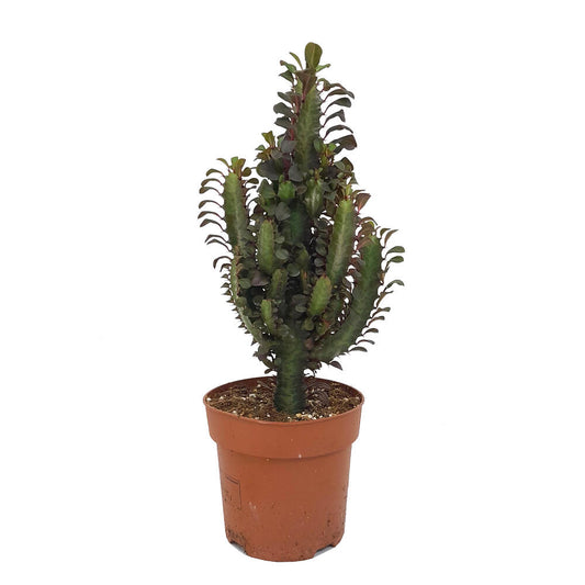 Euphorbia Trigona Rubra M17 60cm