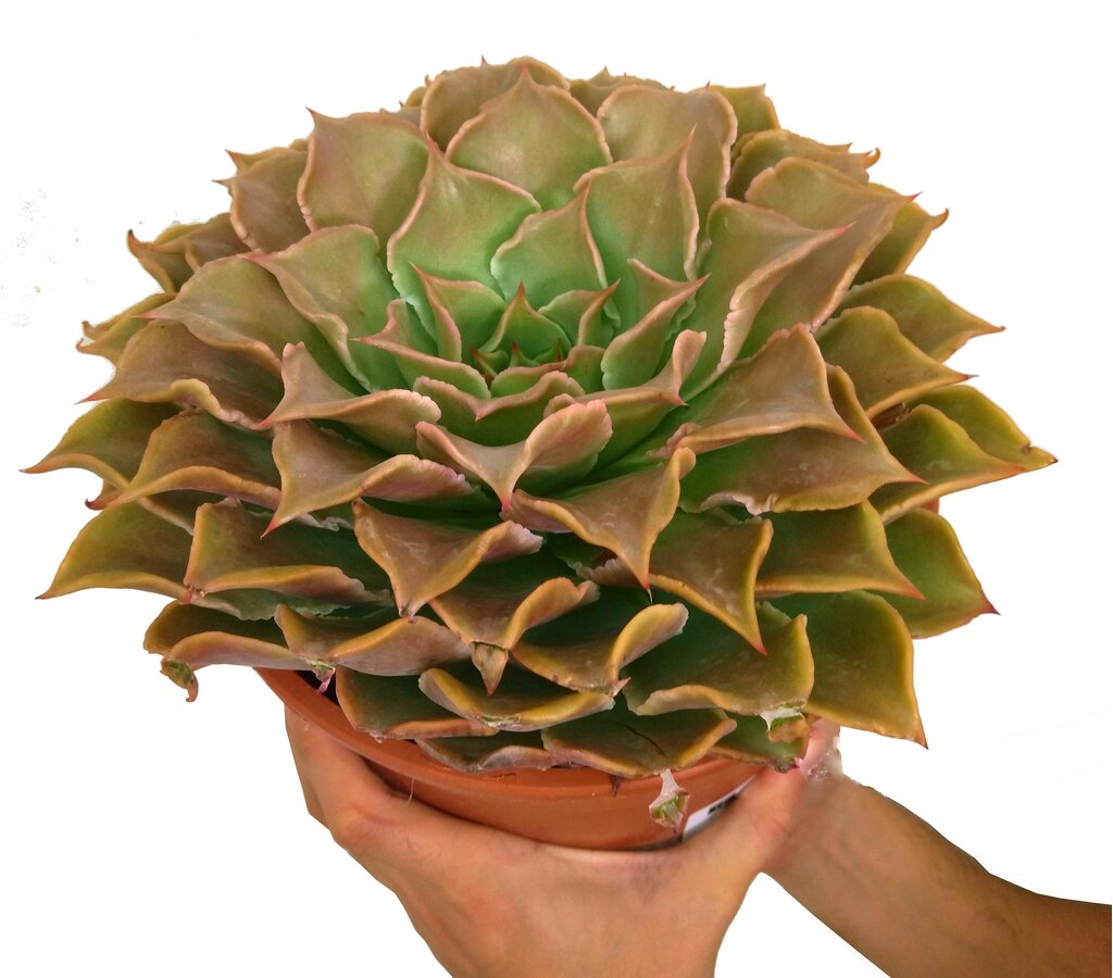 Echeveria Madiba M20_0