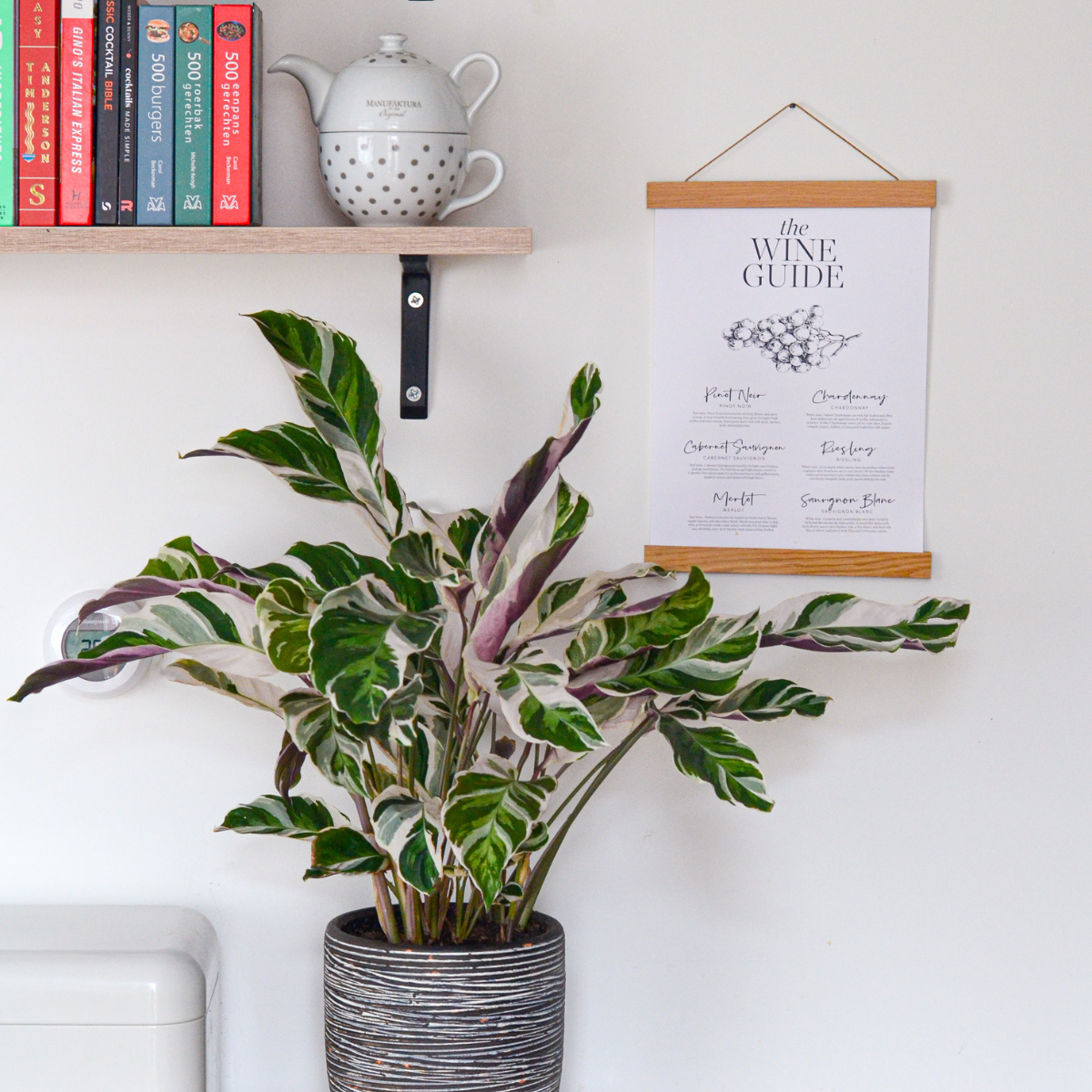 Calatea - 2 Pzs - Calathea Lietzei 'white Fusion' - Altura 30-40cm - ⌀14cm_4