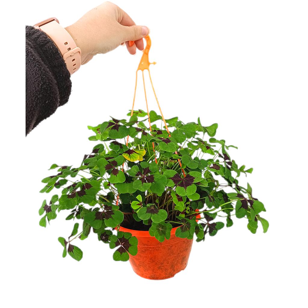 Oxalis Deppei M15_0
