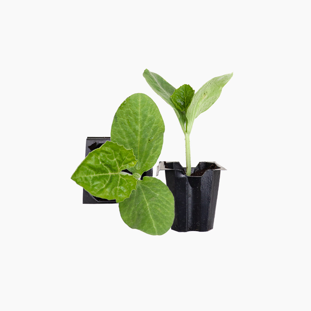 Plantón Calabaza Redonda 2 Unidades - Plantabo_0