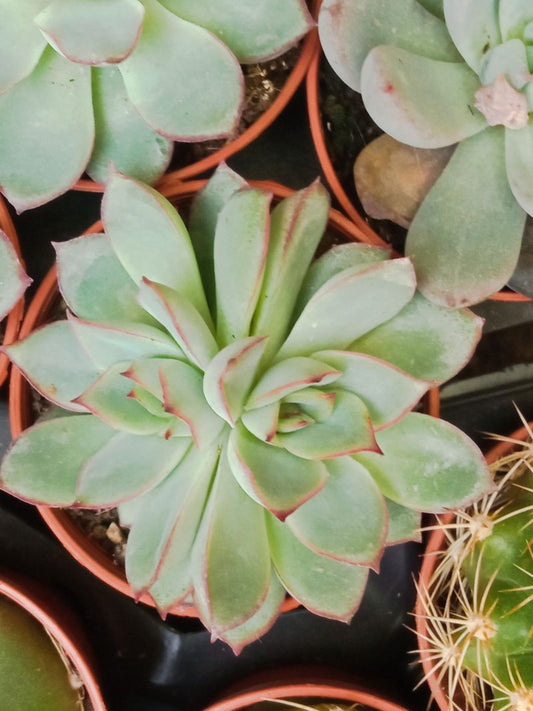 Suculentas Y Cactus Variedad #30 Planta Sin Id