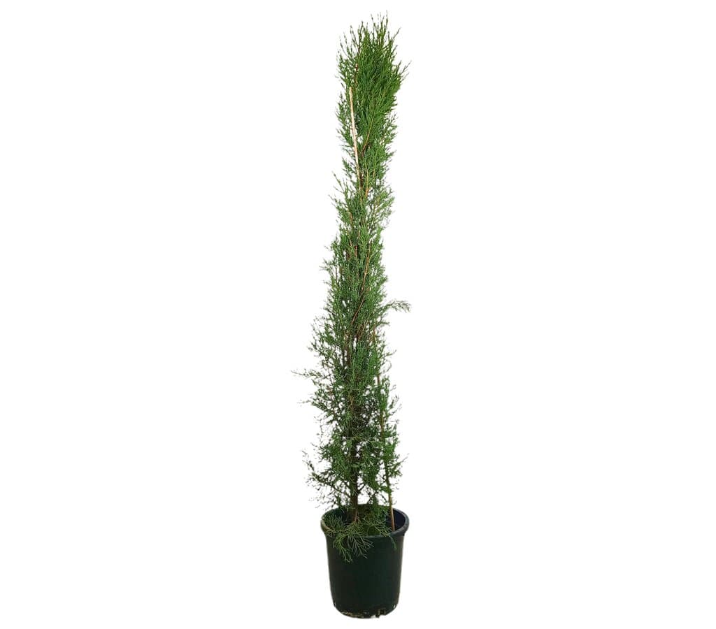 Cupressus Sempervirens M30 230cm_0