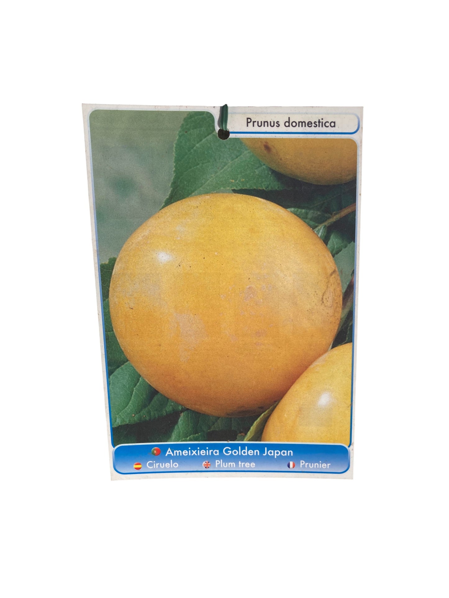 Frutal Ciruelo Amarillo Cepellón 140 CM_1
