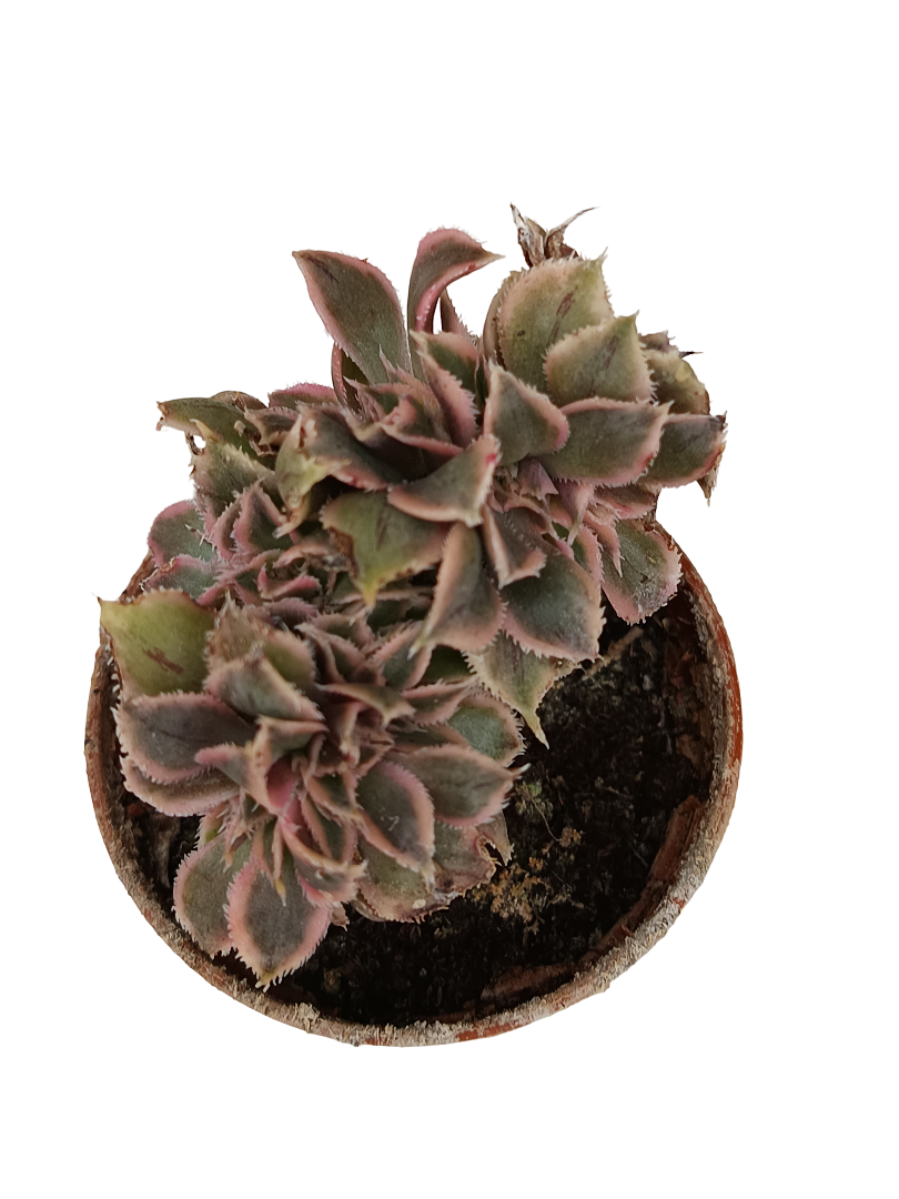 Aeonium crestata variegata Planta Suculenta 5 Cm