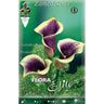 Bulbo Calla Picasso violeta 1 ud