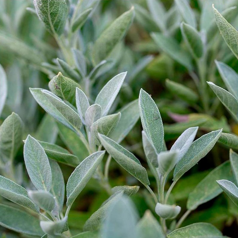 Semillas Sálvia Ecológicas_0