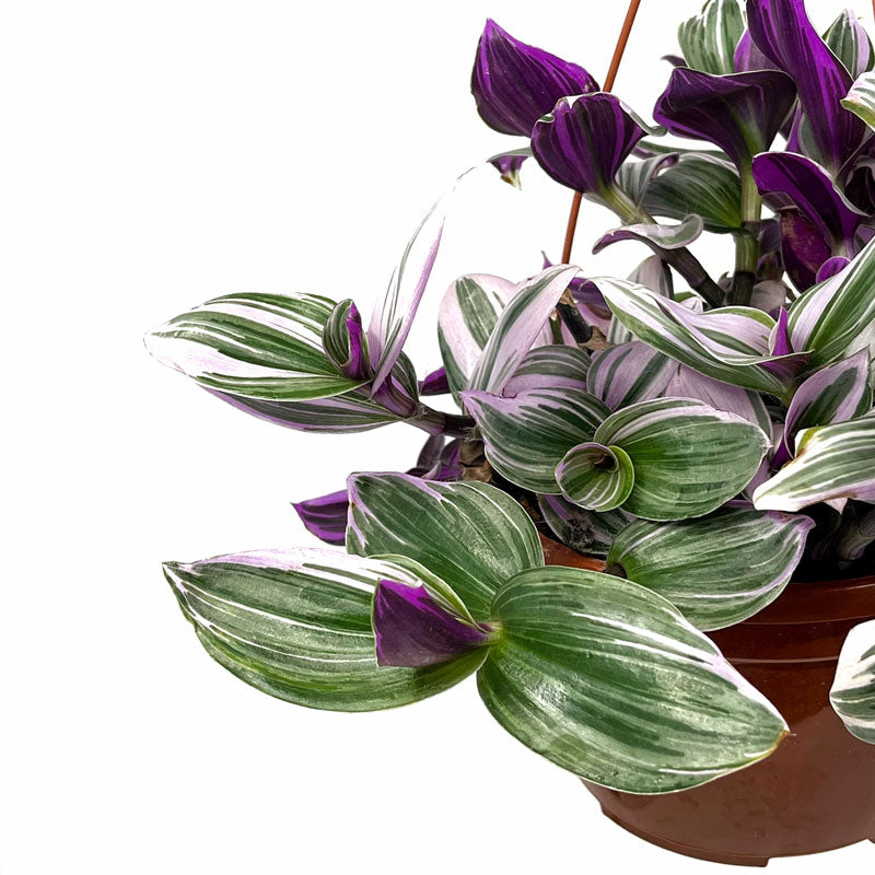 Tradescantia Nanouk Maceta Colgador 15 cm Ø Cactus Y Suculentas_1