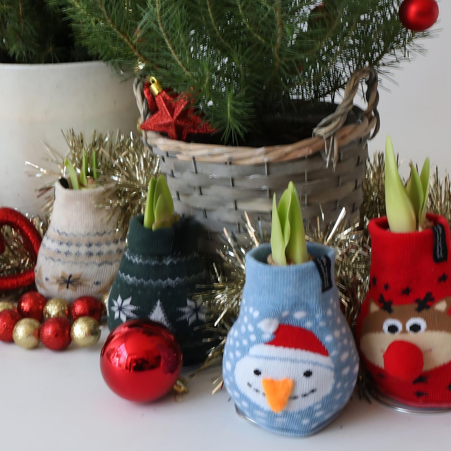 Amarilis - 3 Pzs - Hippeastrum 'xmas Sweater Mix' - Bulbo De Flor - Rojo