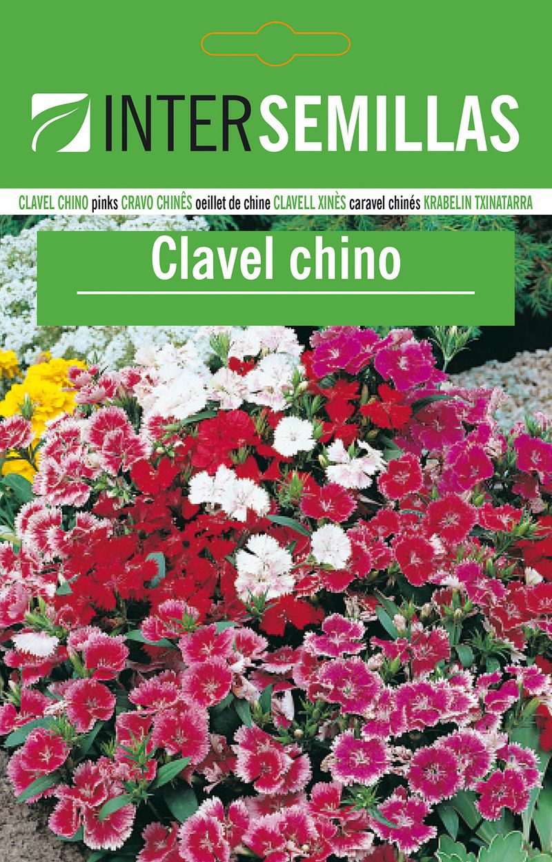 Sobre De Semillas De Clavel Chino