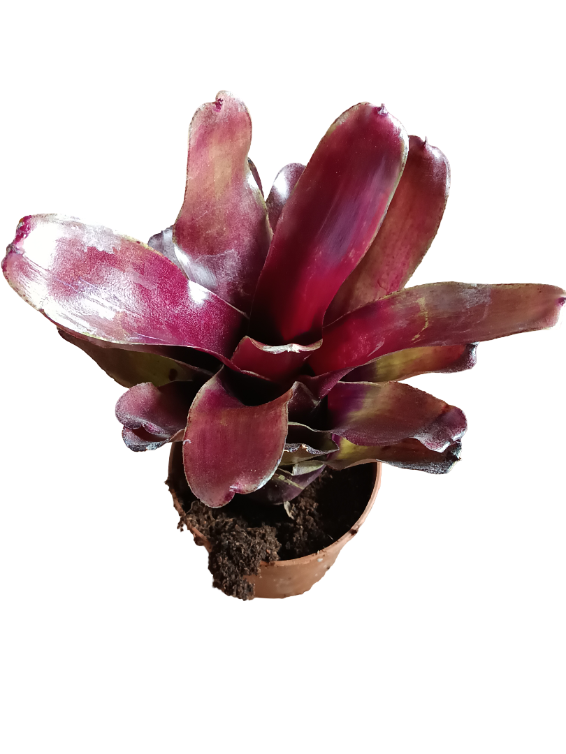 Neoregelia Casiopea Planta Bromelia De Interior 10 Cms_0
