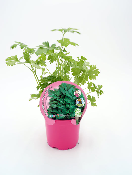 Perejil En Maceta 10,5 Cm. Natural - Fitoralia