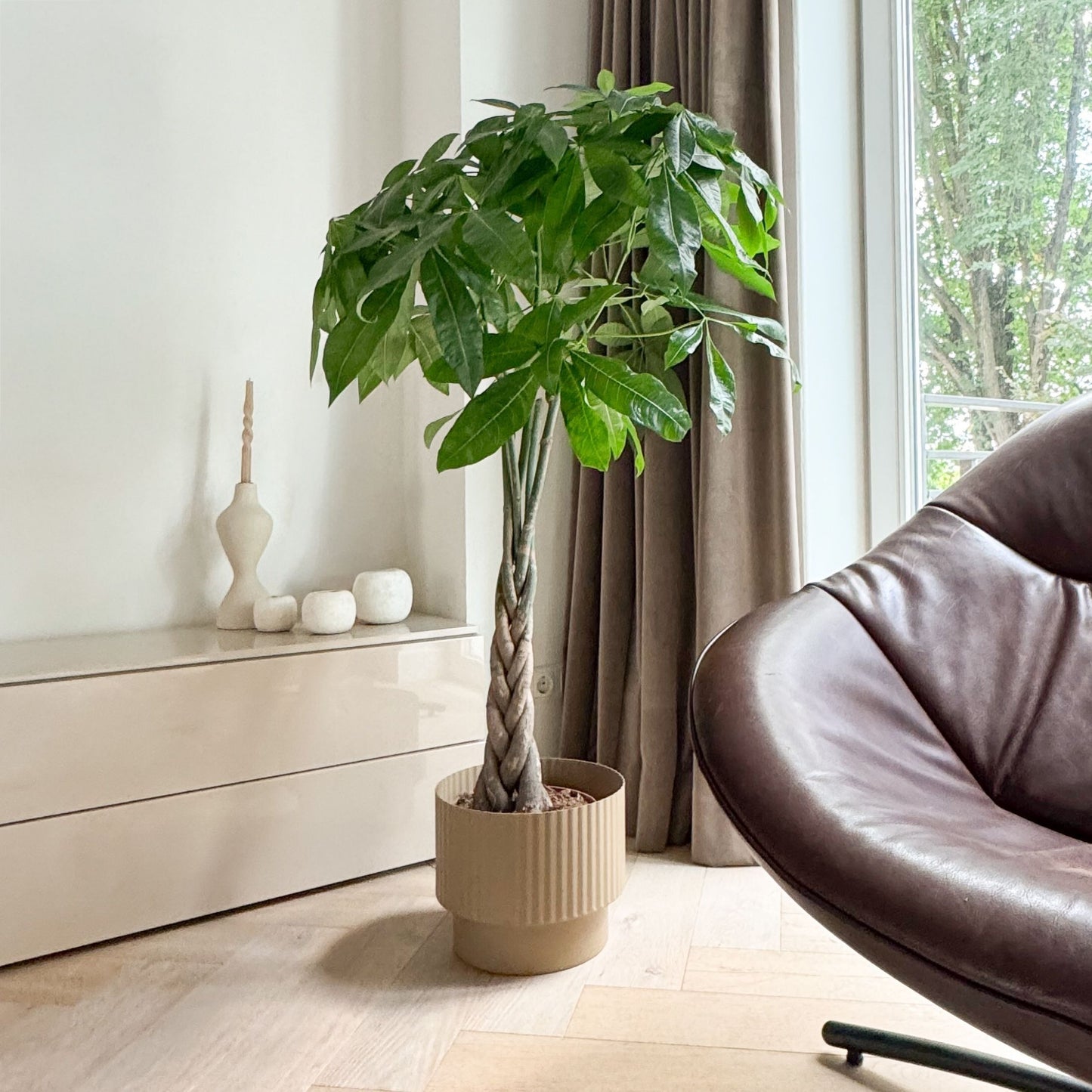 Castaño De Guayaba - Pachira Aquatica - Altura 100-120cm - ⌀24cm