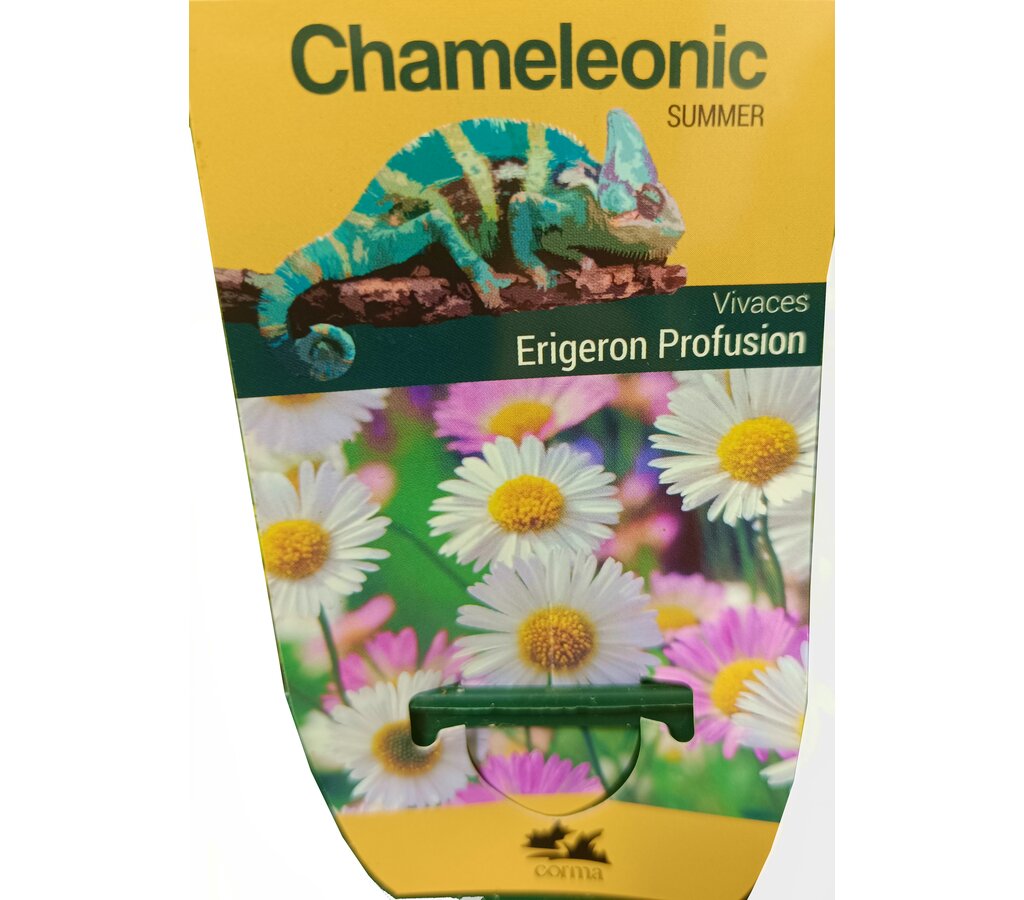 Erigeron Karvinskianus M14_1