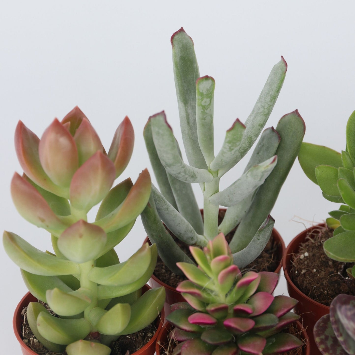 Mezcla De Suculentas - 60 Pzs - Succulent Mix - Altura 5-10cm - ⌀55cm