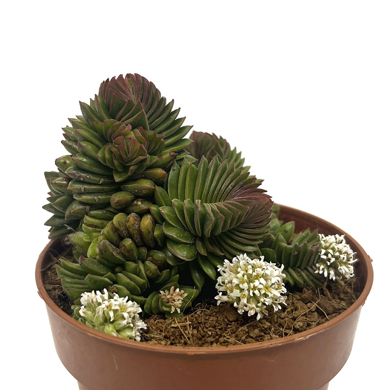Crassula Starburst Cactus Y Suculentas M8,5 Ø