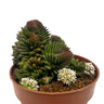 Crassula Starburst Cactus Y Suculentas M8,5 Ø