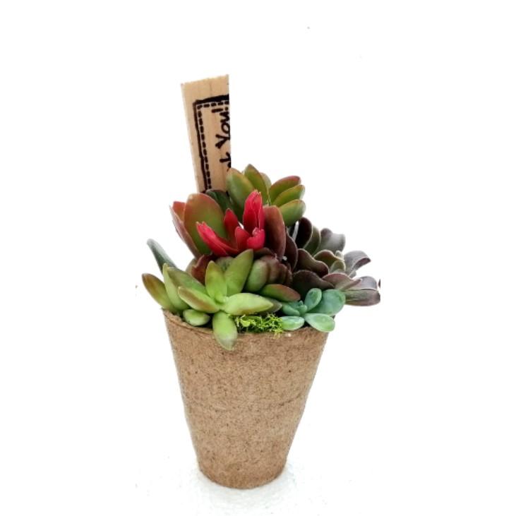 Composición de crasas Jiffy