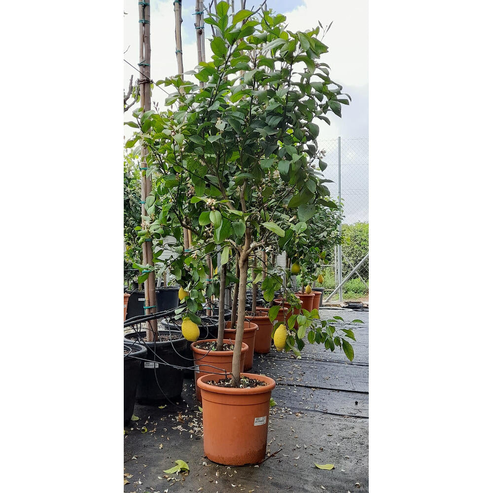 Limón 4 Estaciones M32 180cm Limonero (lunario)