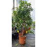 Limón 4 Estaciones M32 180cm Limonero (lunario)