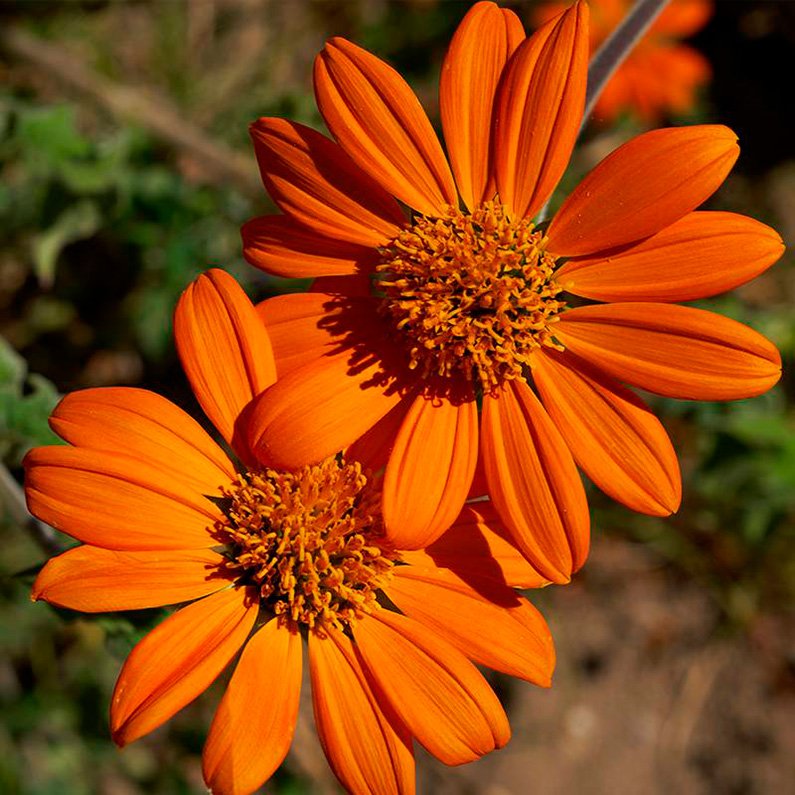 Semillas Girasol Mexicano Ecológicas_0