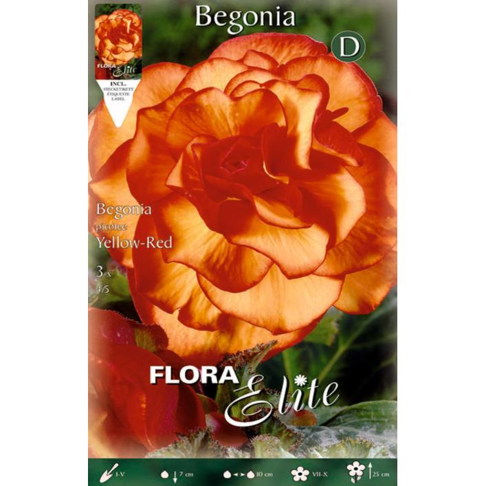 Bulbo Begonia Doble Picotte 3 uds