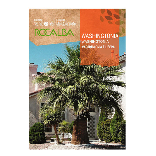 Semillas de palmera Washingtonia, Rocalba