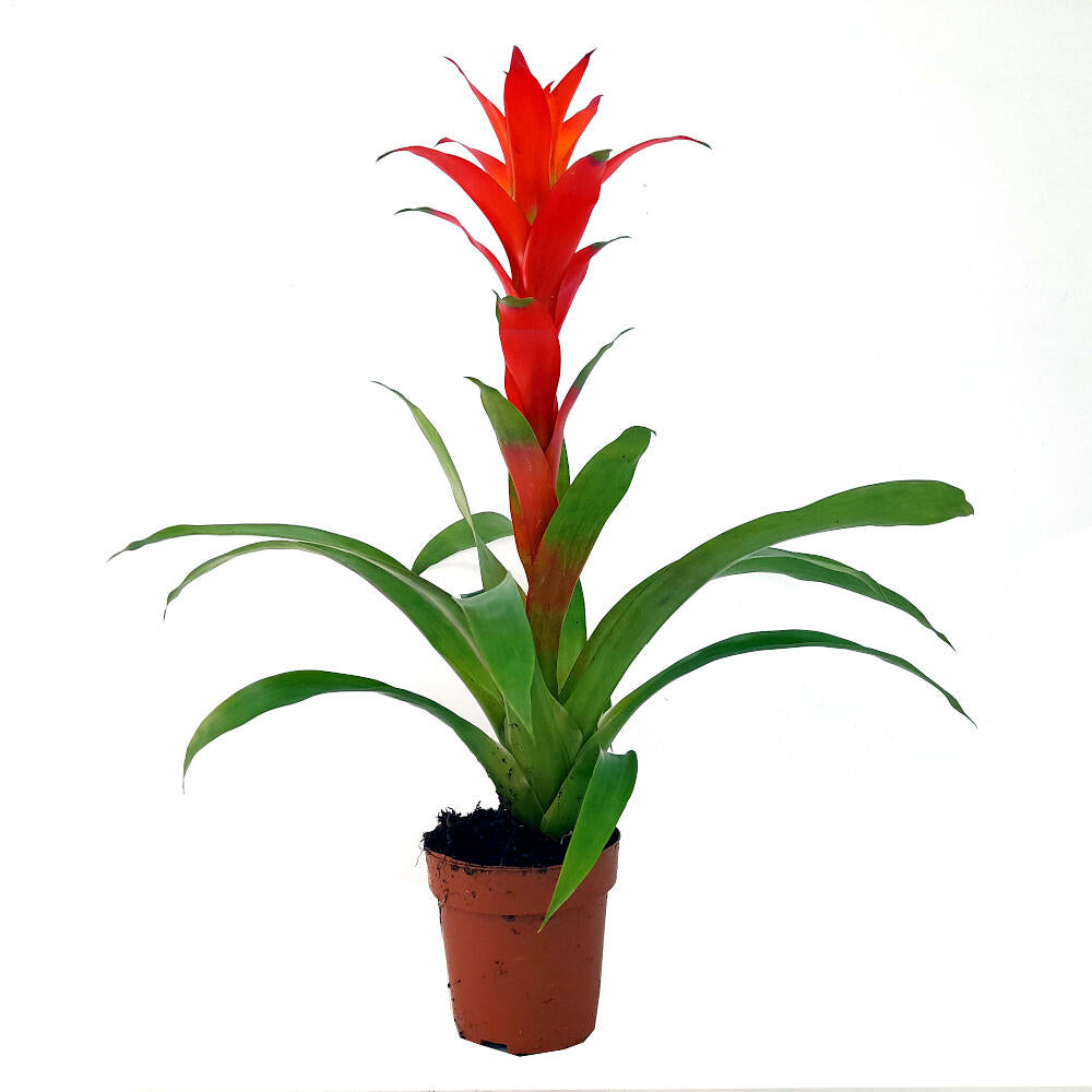 Guzmania Variada M13 40cm_0