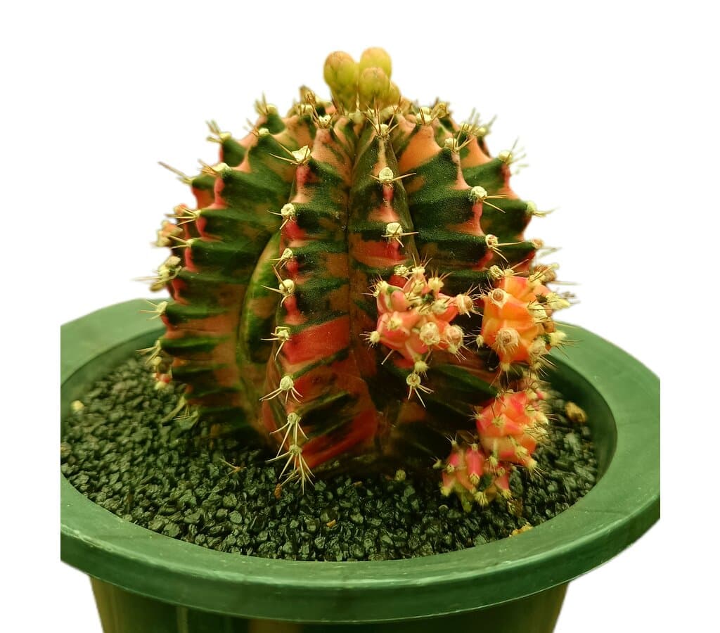 Gymnocalycium Variegata Nº1 M12