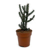 Euphorbia Aeruginosa Cactus Y Suculentas M8,5 Ø