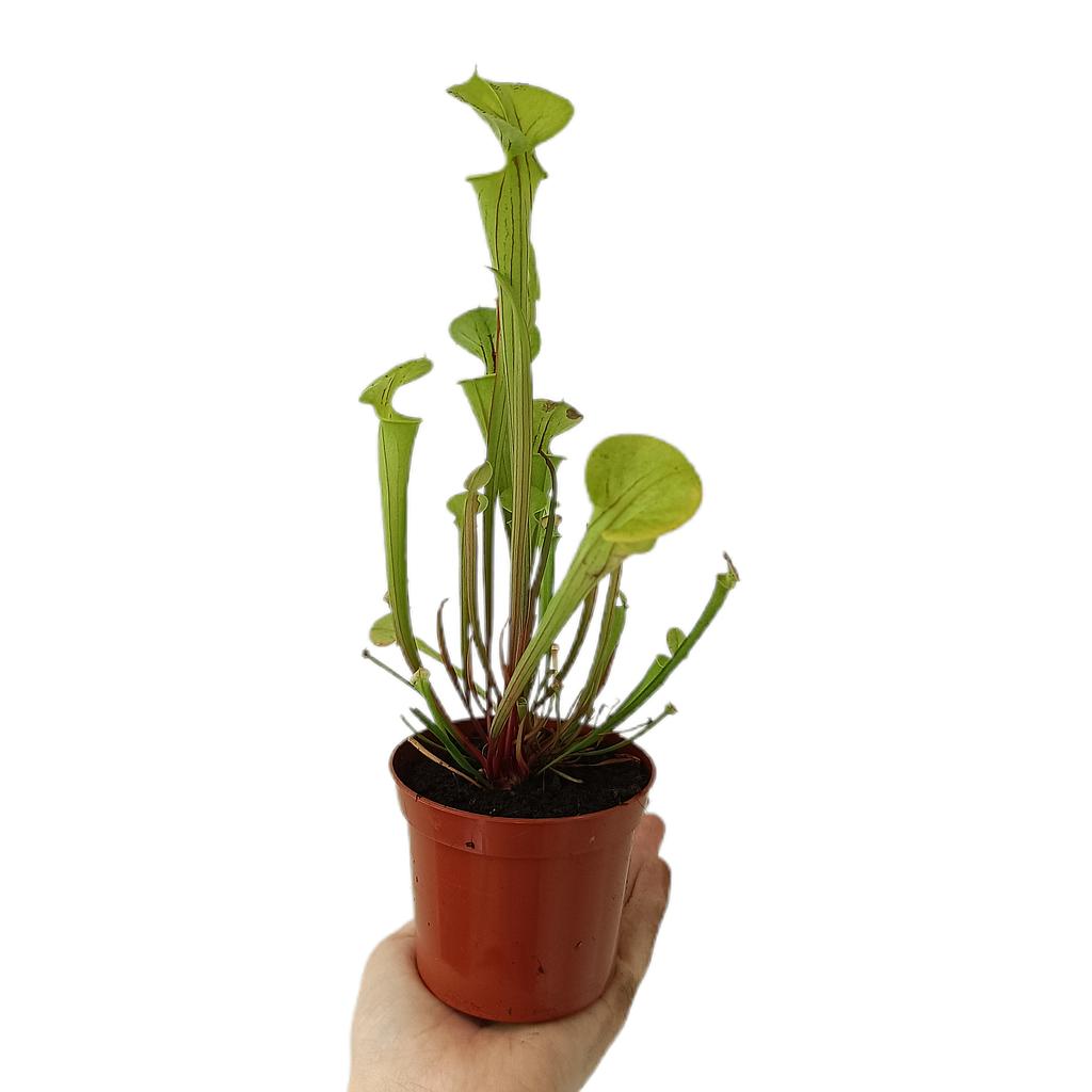Sarracenia Flava M9_0