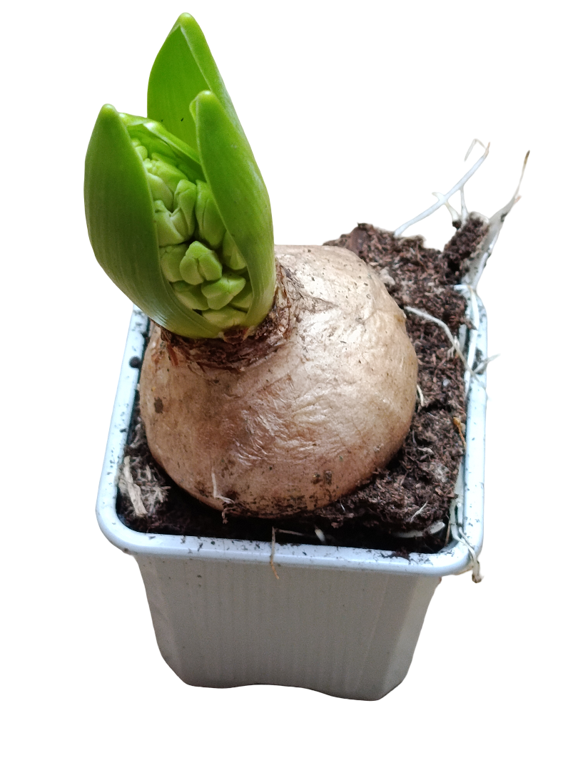 Jacinto Ø7 Planta De Interior Maceta Blanca Flor Surtida_0