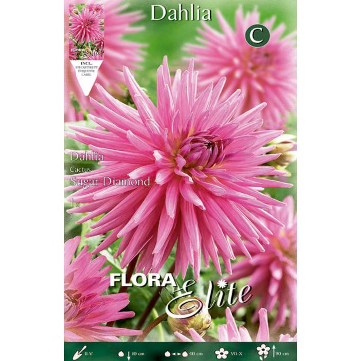 Bulbo Dalia Cactus púrpura 1 ud