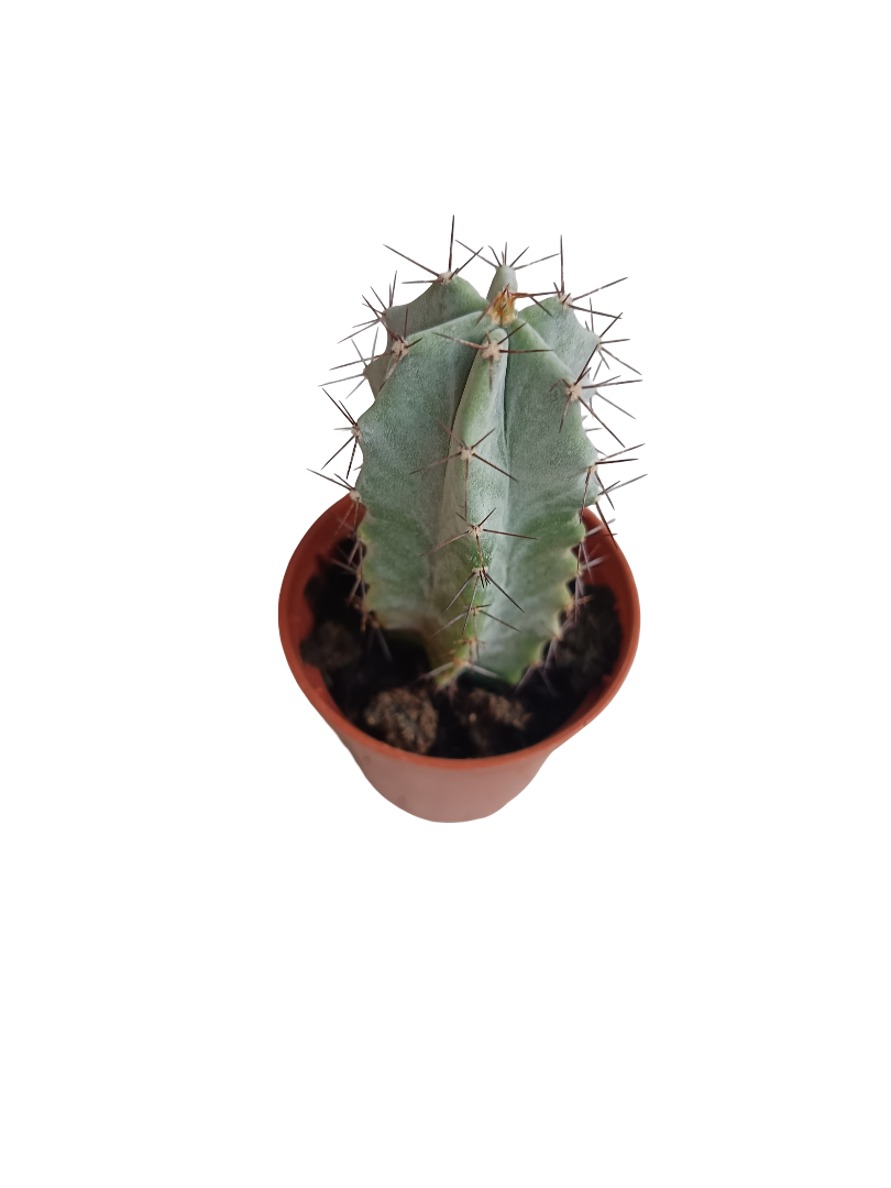 Stenocereus pruinosus Cactus Planta 5 Cms
