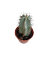 Stenocereus pruinosus Cactus Planta 5 Cms