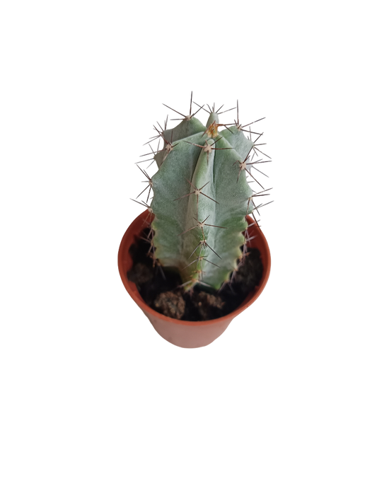 Stenocereus pruinosus Cactus Planta 5 Cms